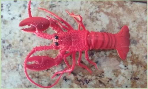 Which U.S. coast is this lobster from? Explain your reasoning.