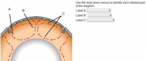 Use the drop-down menus to identify each labeled part of the diagram. Label A:  Label B:  Label C:
