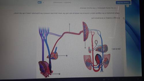 Which structures in this diagram above connects the umbilical vein with the vena cava and connects t