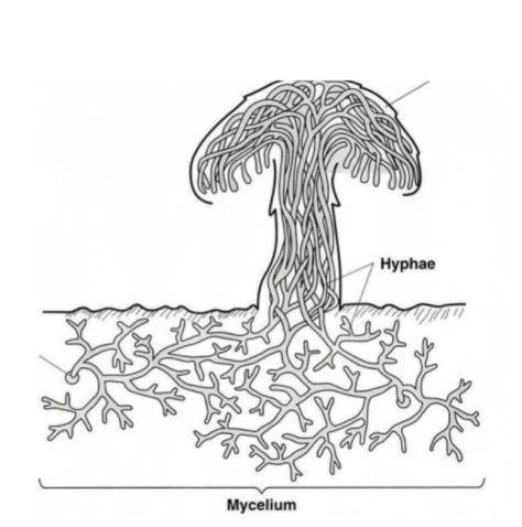 URGENT! PLZ NEED HELP! Here is a diagram of a fungus growing on a log. A. What does the mushroom pro