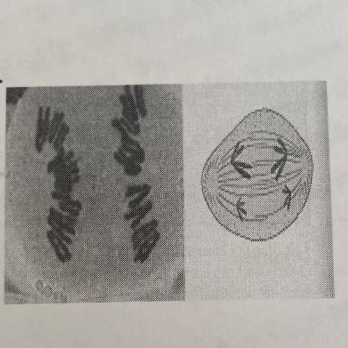 What Phase is This Cell in? Interphase Prophase  Metaphase  Anaphase Telophase  Prophase 2 Metaphase