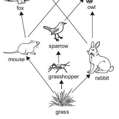 Which energy transfer most likely occurs between organisms in the food web? A. from rabbit to fox B.