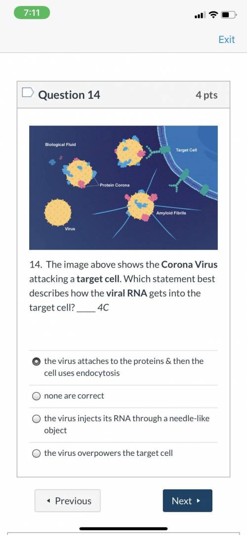 The image above shows the Corona Virus attacking a target cell. Which statement best describes how t