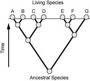 In the modern classification system, organisms are classified based on evolutionary relationships. T