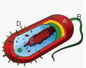 Consider the diagram of the basic structure of a bacterium. Which of the labeled structures in the i