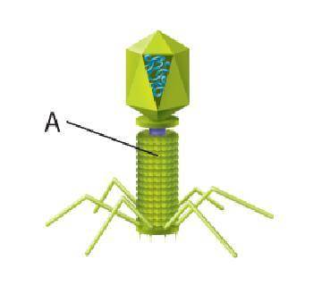 The structure labeled “A” in this diagram of a virus is called the  a. RNA envelope b. Capsid c. Nuc