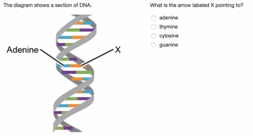 What is the arrow labeled X pointing to? (see attached screenshot) adenine thymine cytosine guanine