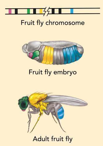 This image shows the Hox genes for a fruit fly, and which parts of the fly embryo and adult they cod