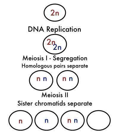 Identify the error that occurred in Meiosis II.A) Homologous chromosomes failed to separate, resulti