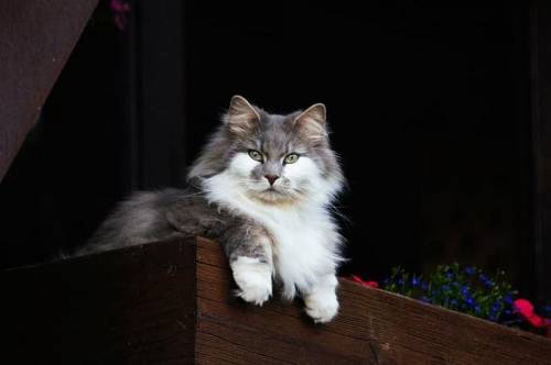 What is this breed of cat? AND what is your favorite cat breed? For online school to see if others k