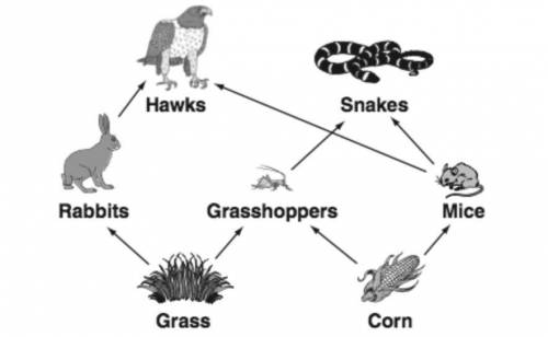 Study the food web above. How does this food web illustrate the importance of biodiversity for human