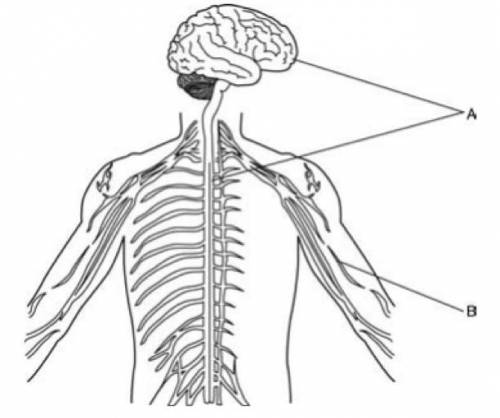 The diagram below shows the two main parts of the human nervous system. What are the names of the pa