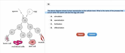 The above diagram shows human reproduction at the cellular level. What is the name of the process th
