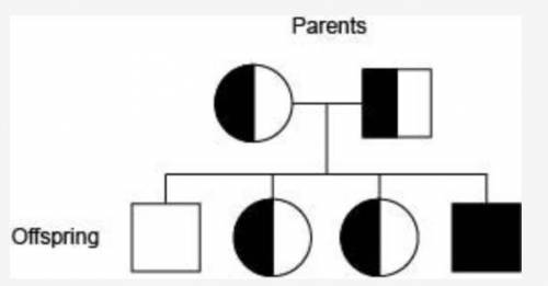 Sickle cell anemia is known to run in a family. A pedigree chart for this family is shown below. The