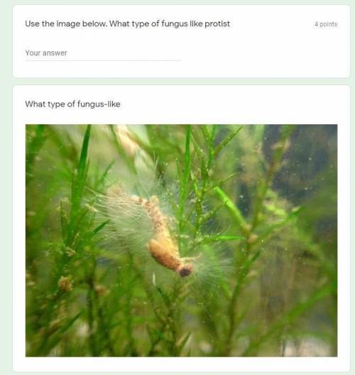 Use the image below. What type of fungus like protist