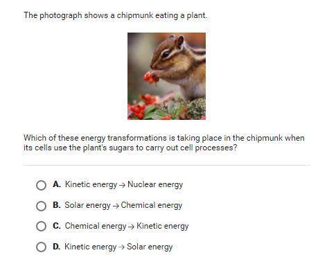 Which of these energy transformations is taking place in the chipmunk when its cells use the plants