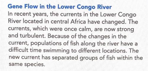 How do the changes in current of the Lower Congo River affect gene exchange?