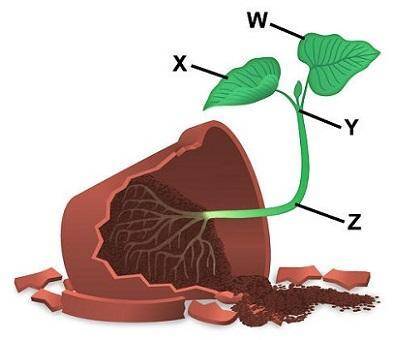 The diagram shows how a plant grew after being turned on its side. In which area is the concentratio