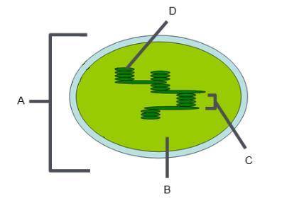 Identify Chloroplast Structures Identify structure A. Identify structure B. Identify structure C. Id