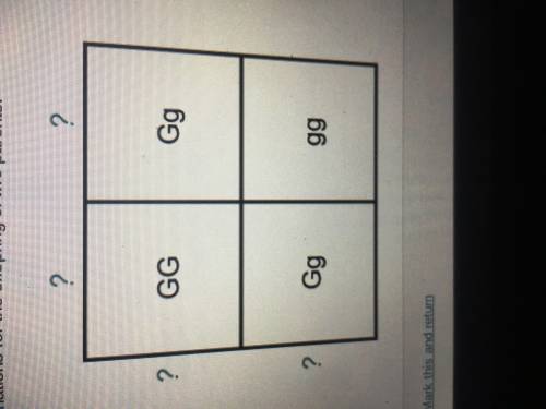 The Punnett square shows the possible genotype combinations for the offspring of two parents.  What