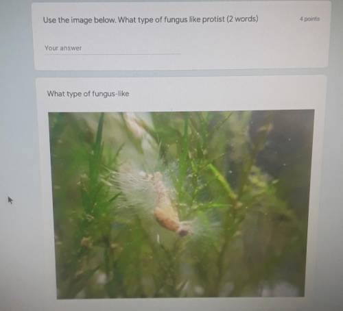 Use the image above. What type of fungus like protist? (2 words)