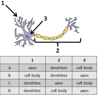 The diagram below shows a nerve cell. Which row in the table labels the diagram correctly? A B C D
