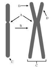The following diagram represents a chromosome. Which of the following properly describes the chromos