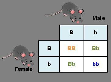 Determine the phenotypes of the offspring shown in the Punnett square. BB:  Bb:  bb: