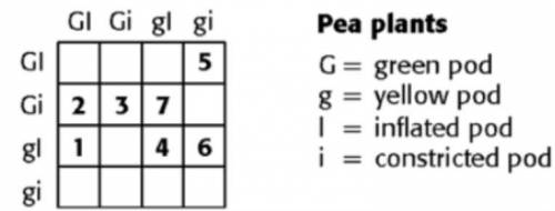 The Punnett square shown below shows a cross between the P generation. The genotype of the F1 genera