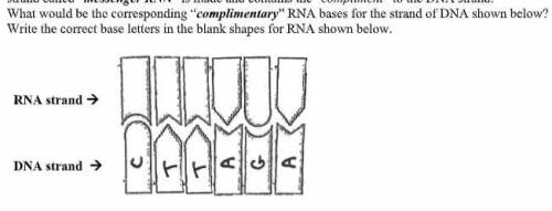 Write the correct base letters in the blank shapes for RNA shown below.