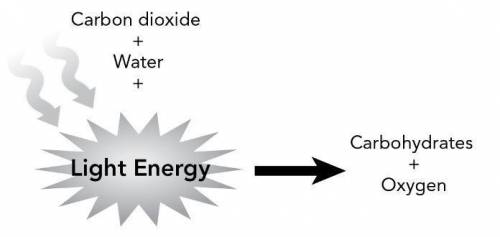 Which of the following is modeled in the diagram? A. The role of photosynthesis in breaking apart ca