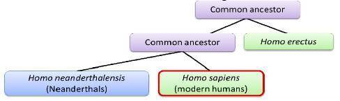 A diagram is shown. A common ancestor splits into common ancestor and homo erectus. Common ancestor