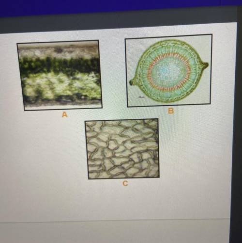 Identify the plant tissues in the three images  A. ? B. ? C. ?