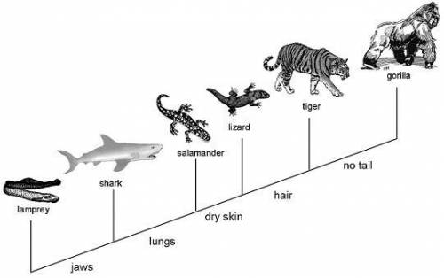 Study the cladogram.  Which two organisms are the most closely related?