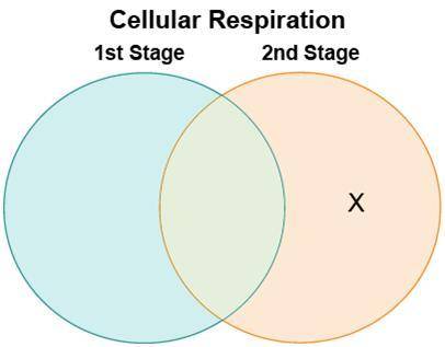 Cassandra made a Venn diagram to compare and contrast the two stages of cellular respiration. Which