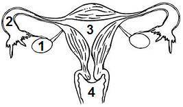 The diagram below shows the human female reproductive system.If a woman becomes pregnant, in which p
