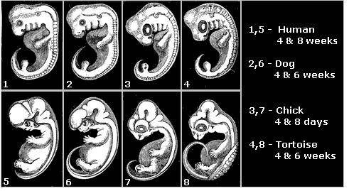 The picture below shows the fetuses of different vertebrates at varying intervals of development. Wh