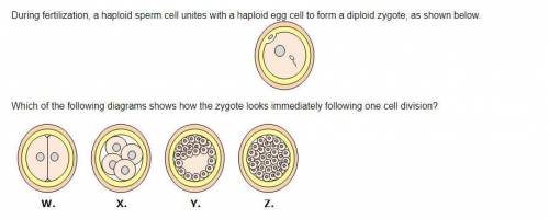 During fertilization, a haploid sperm cell unites with a haploid egg cell to form a diploid zygote,