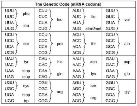 11. Look at problem 10. What if the mRNA had a frameshift mutation and lost the 3rd C in the second