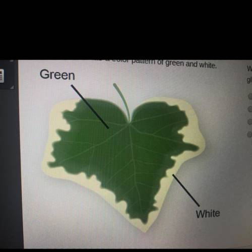 What part of the leaf most likely produces the most glucose