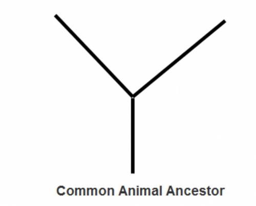 The image above depicts a branch of a phylogenetic tree. Based on the list of animals below, what ch
