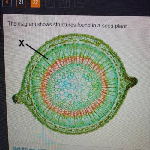 The diagram shows structures found in a seed plant What is the function of the structure labeled X?