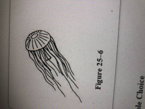 Look at the jellyfish in figure 25-6. How many planes of symmetry could you draw through this animal