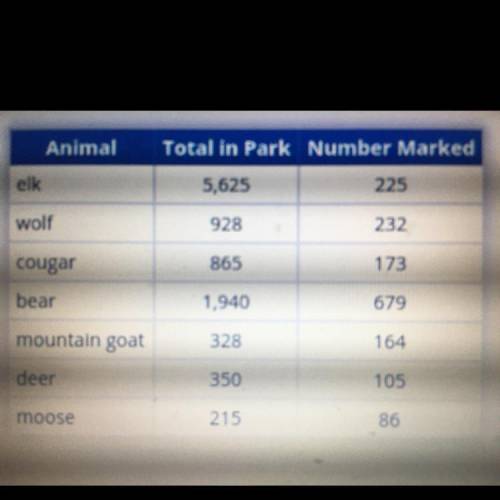 Describe the likelihood that the next cougar and bear caught are both unmarked (PLEASE ASAP)