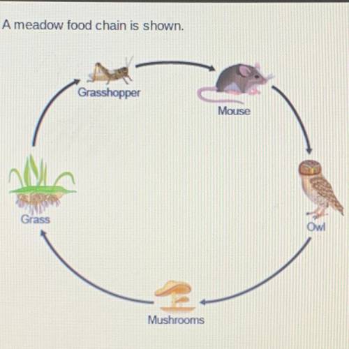 Ameadow food chain is shown. What is the role of the mouse? Grasshopper primary consumer secondary c