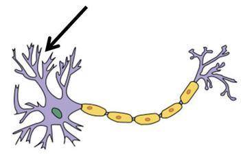 Which part of the neuron below is indicated by the arrow, and what is its function?The branch-like s