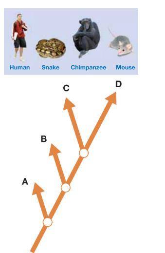 Match the organism with its place on the cladogram (Figure 11.7). Explain the reasoning behind your