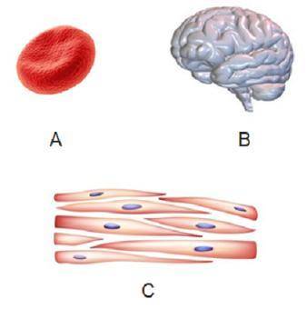 What level of organization is represented by each image? A: B: C: CellTissueOrganOrgan System