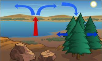 Which is NOT something shown in the diagram below? A. convection B. a local wind C. a land breeze D.
