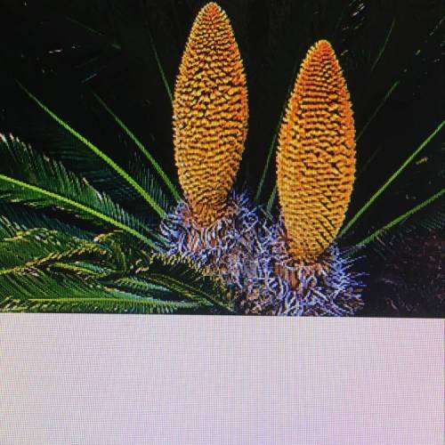 Study the plant in the image Which type of gymnosperm is shown? cycad ginkgo conifer gnetophyte Plea